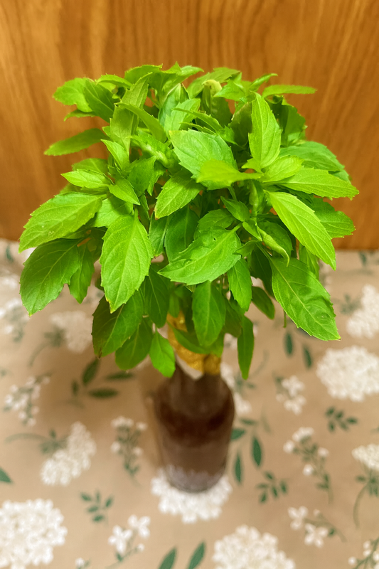Grow Basil in a Bottle