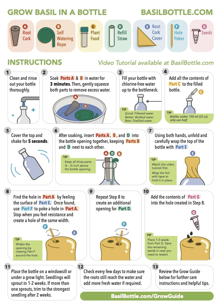 Step-by-step guide for growing basil in a bottle with illustrations and text.