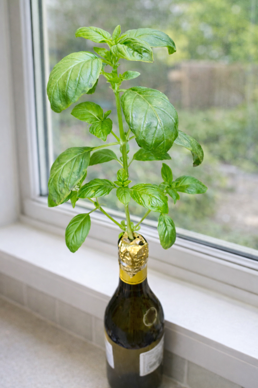 Italian Basil