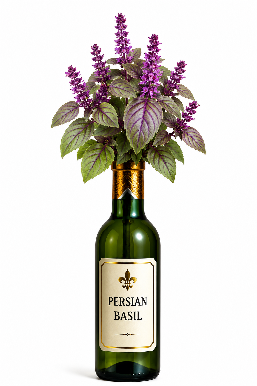 Persian Basil