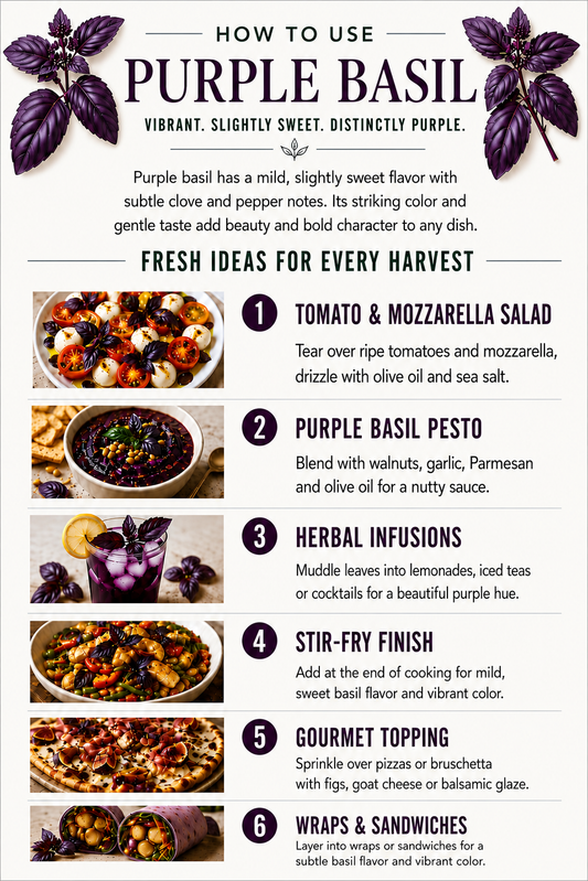 Purple Basil
