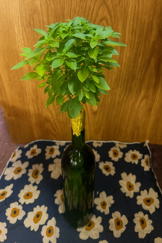 Grow Basil in a Bottle