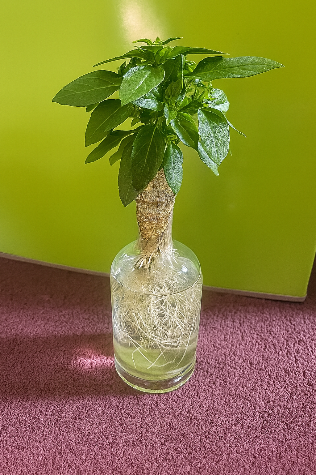 Grow Basil in a Bottle
