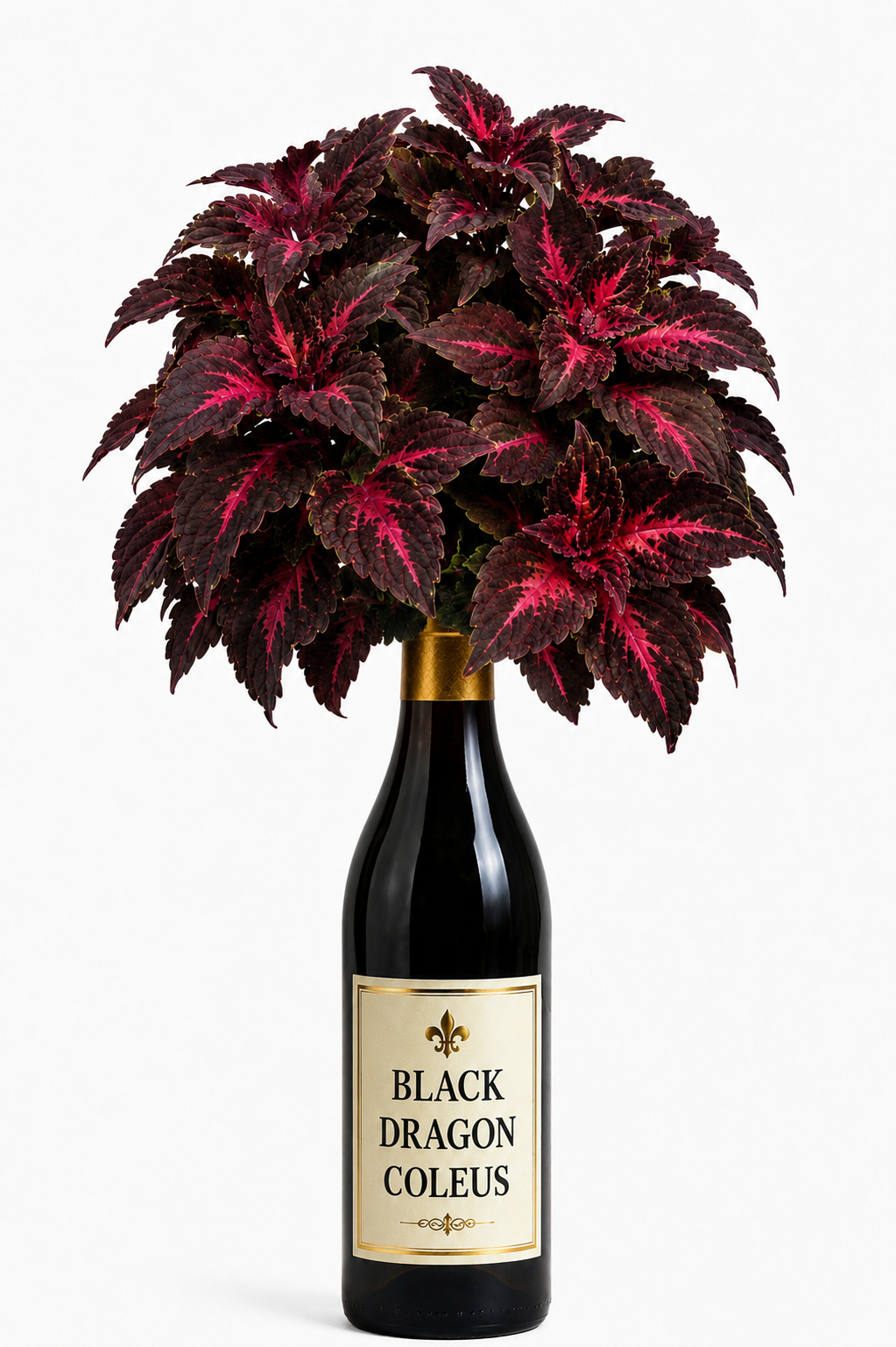 Black Dragon Coleus