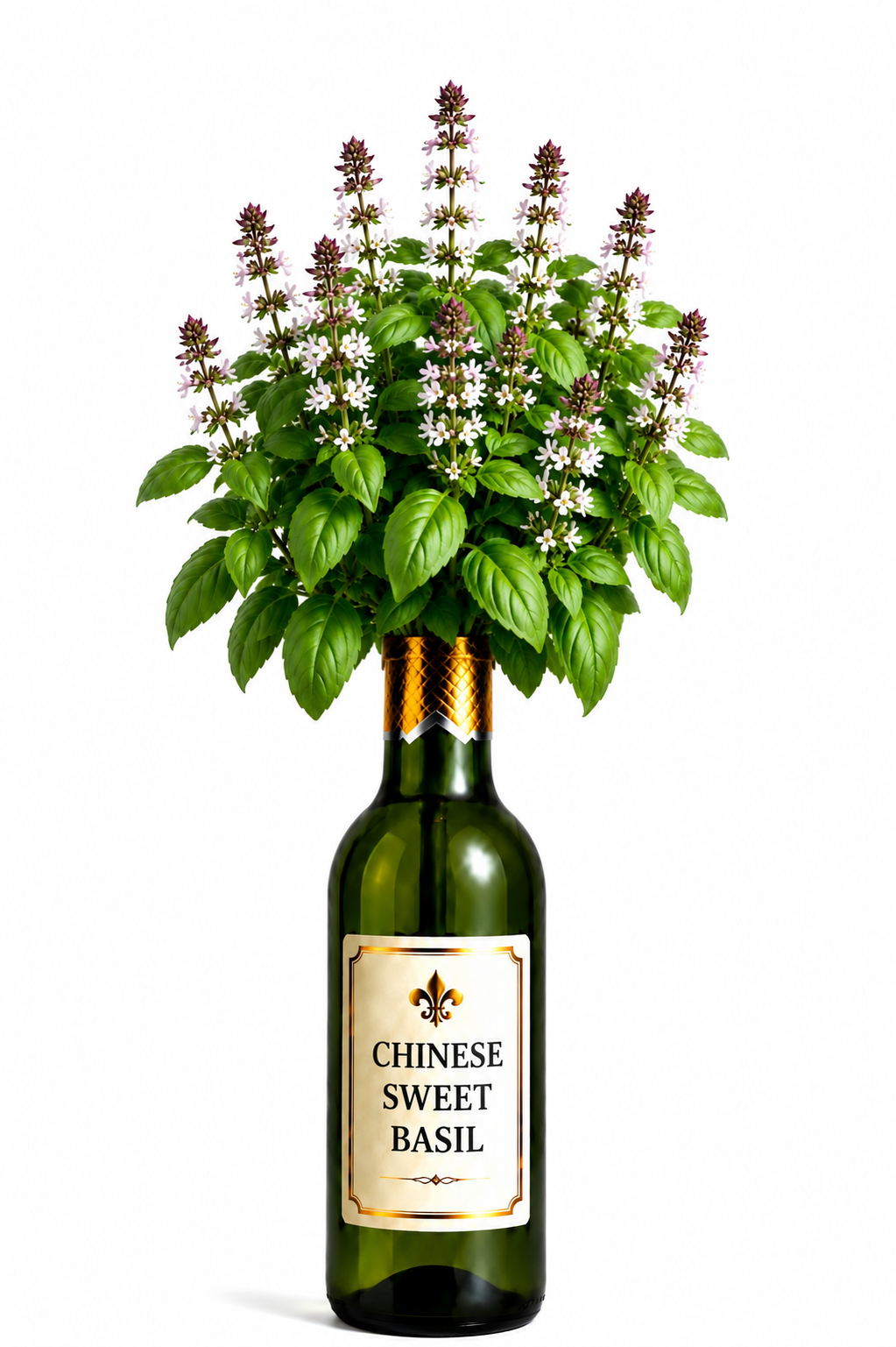 Chinese Sweet Basil