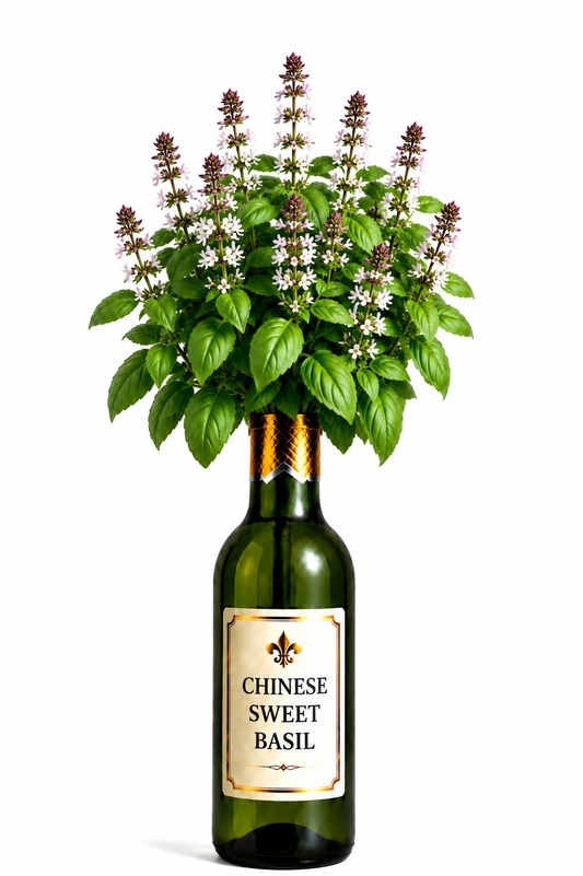 Chinese Sweet Basil