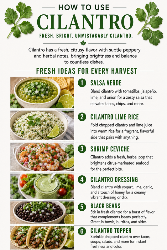 Cilantro