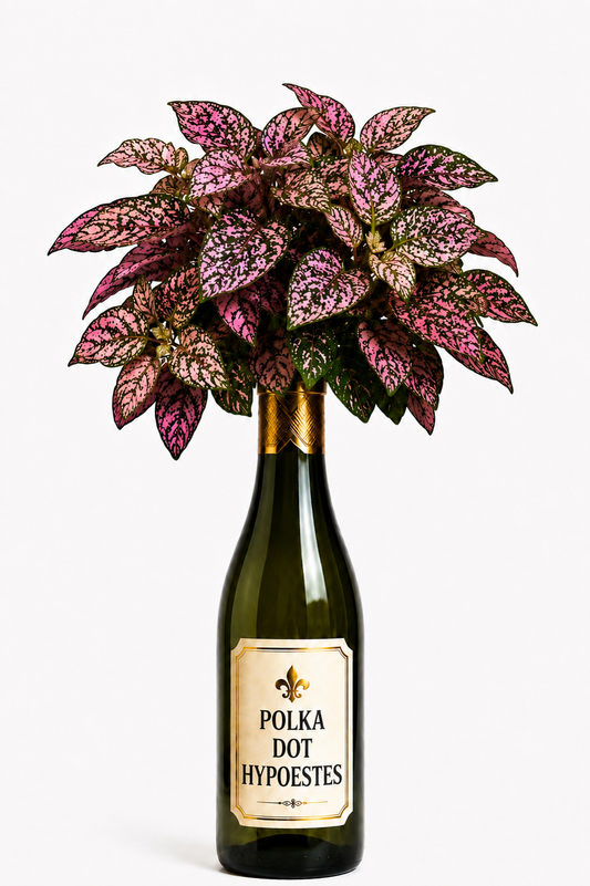 Pink Polka Dot Hypoestes