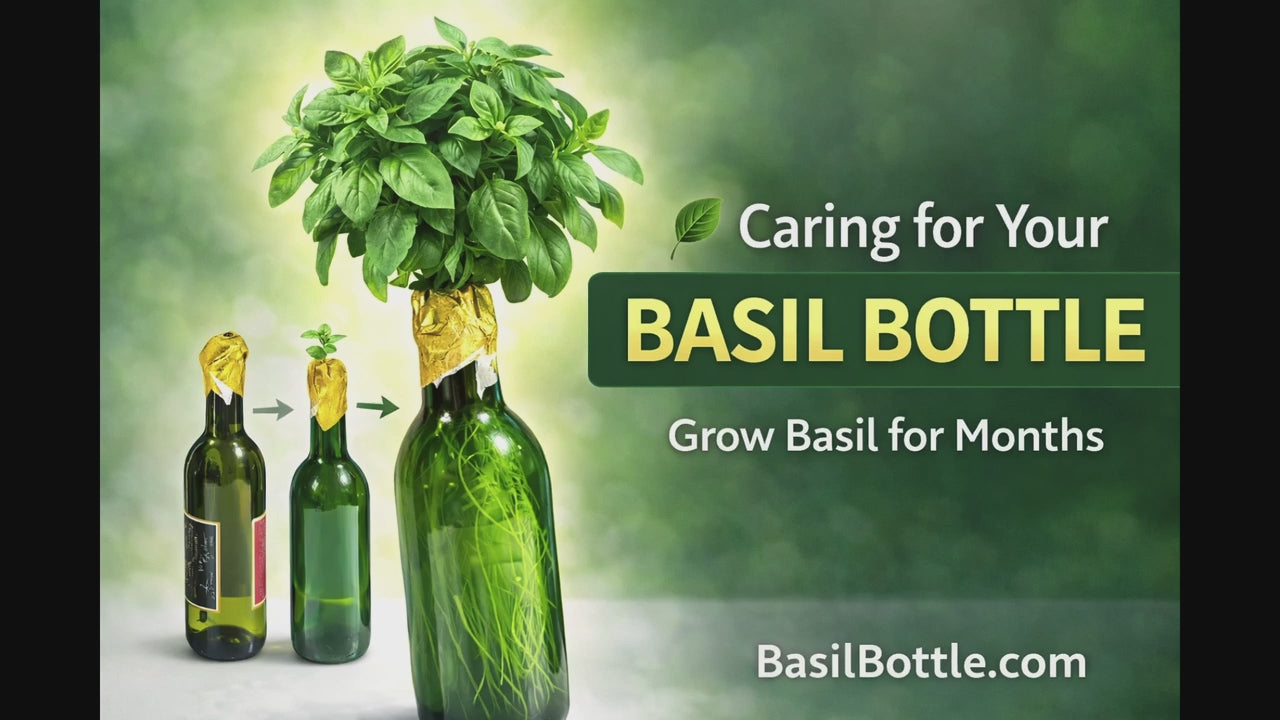 Load video: Simple care and harvesting tips for your Basil Bottle